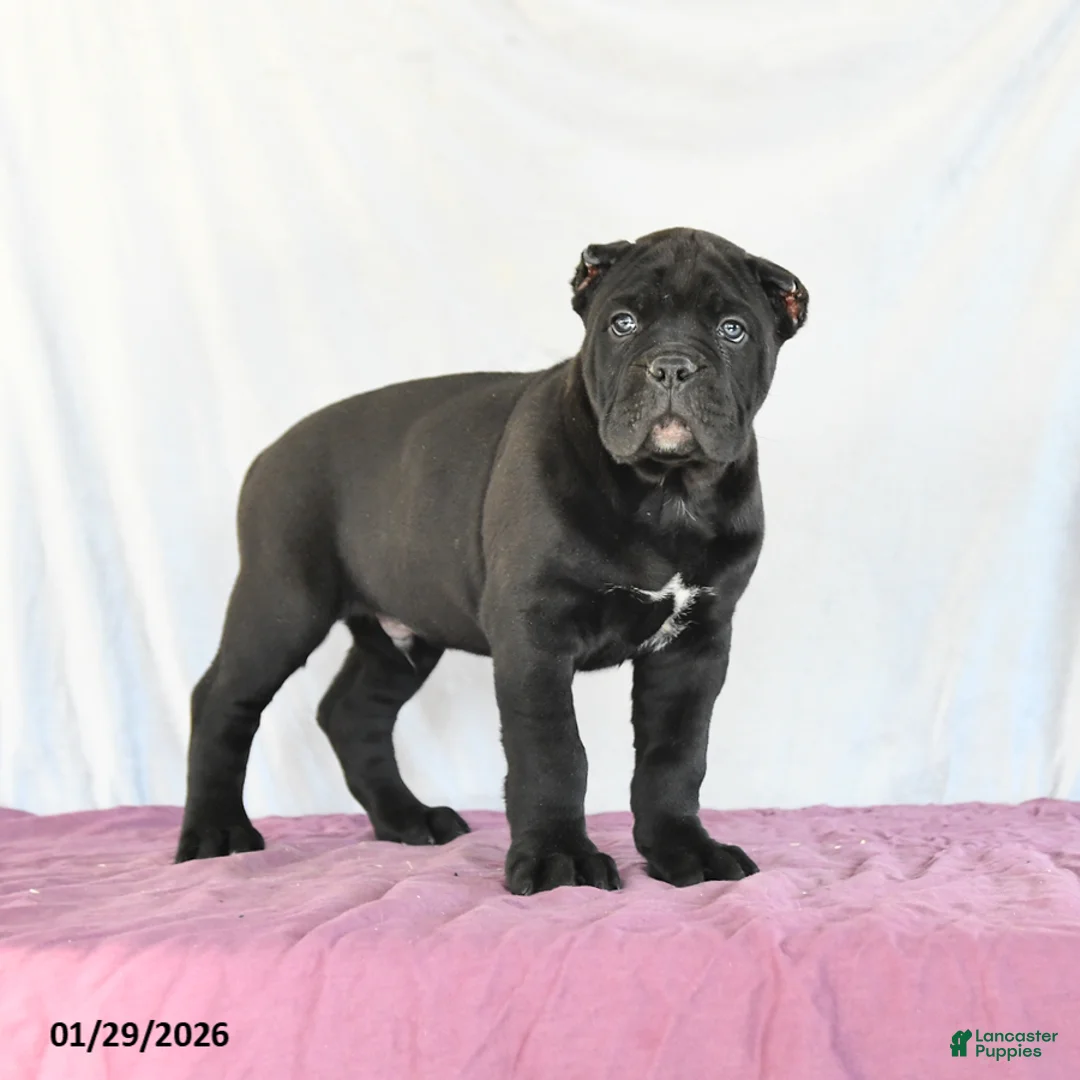 Cane Corso dogs for sale: Marco - Ad 2