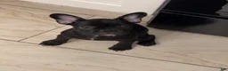 French Bulldog dogs for sale: French Bulldog Black with white stripe - Ad 3