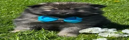 Pomeranian dogs for sale: Mystery - Ad 12