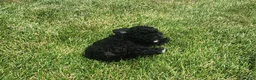 Mini Goldendoodle dogs for sale: Kelsey - Ad 3