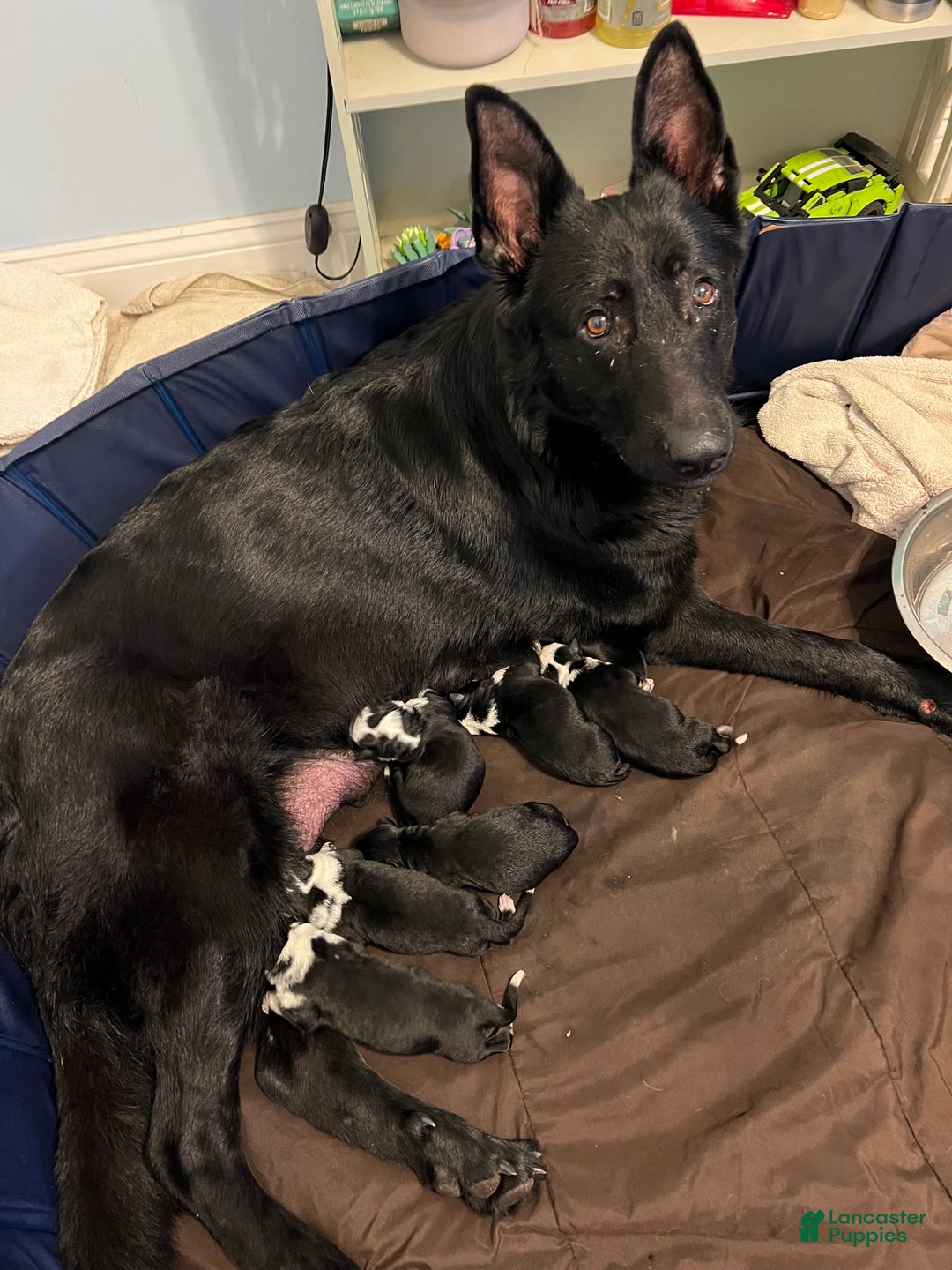 German Shepherd dogs for sale: Foxy - German Shepherd Puppy  - Ad 2