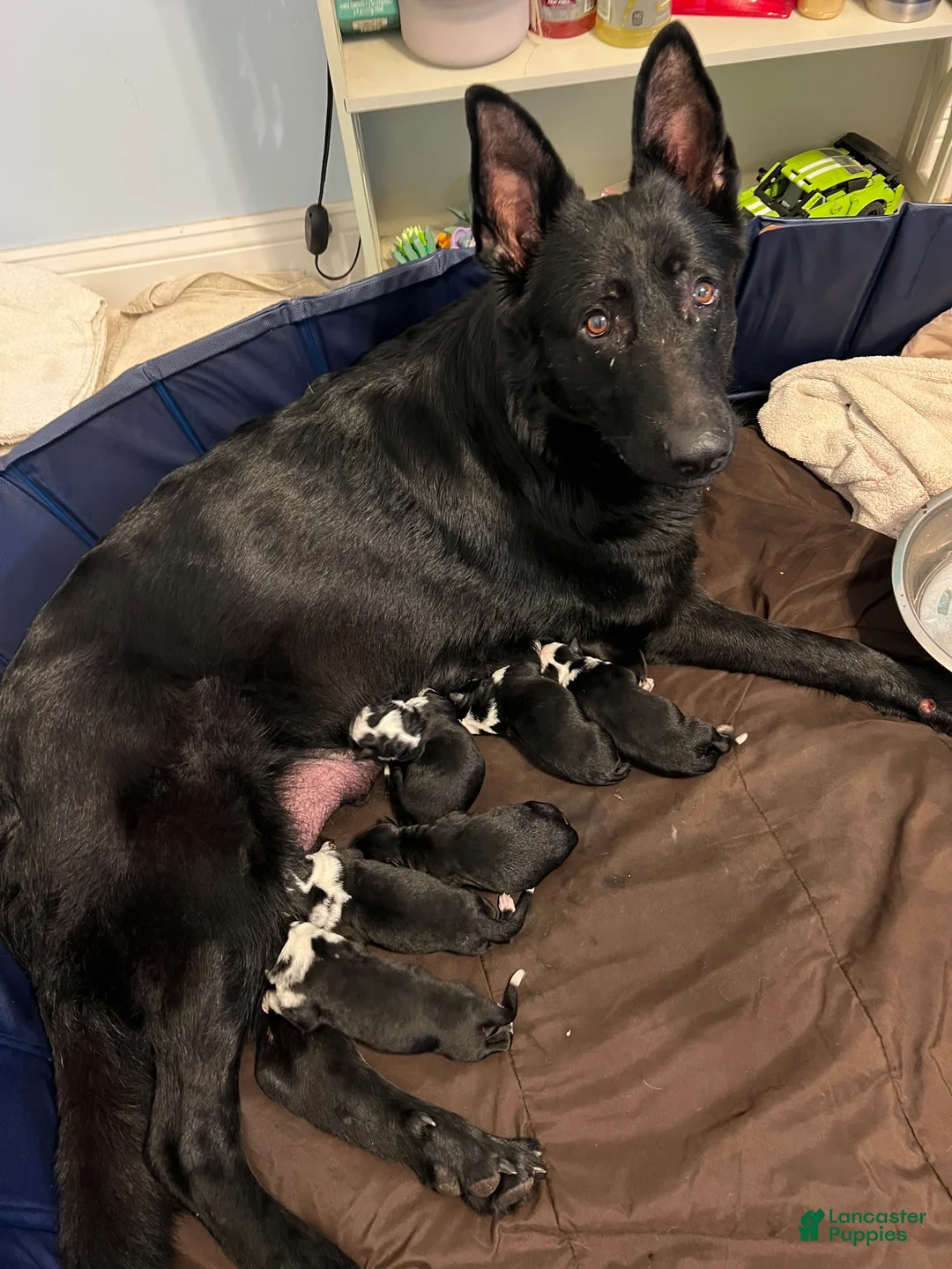 German Shepherd dogs for sale: Bonnie- German Shepherd Puppy  - Ad 9