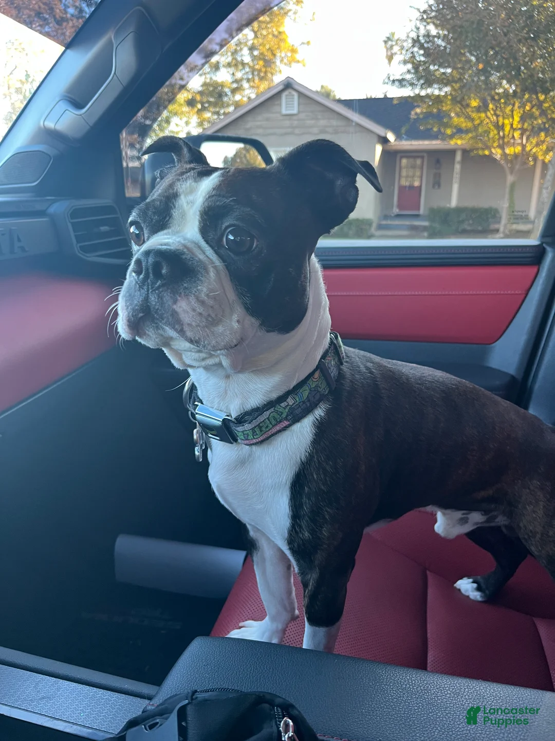 Boston Terrier dogs for stud: Oliver - Ad 2