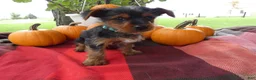 Yorkshire Terrier dogs for sale: Yorkshire Terrier 1 Midas - Ad 1
