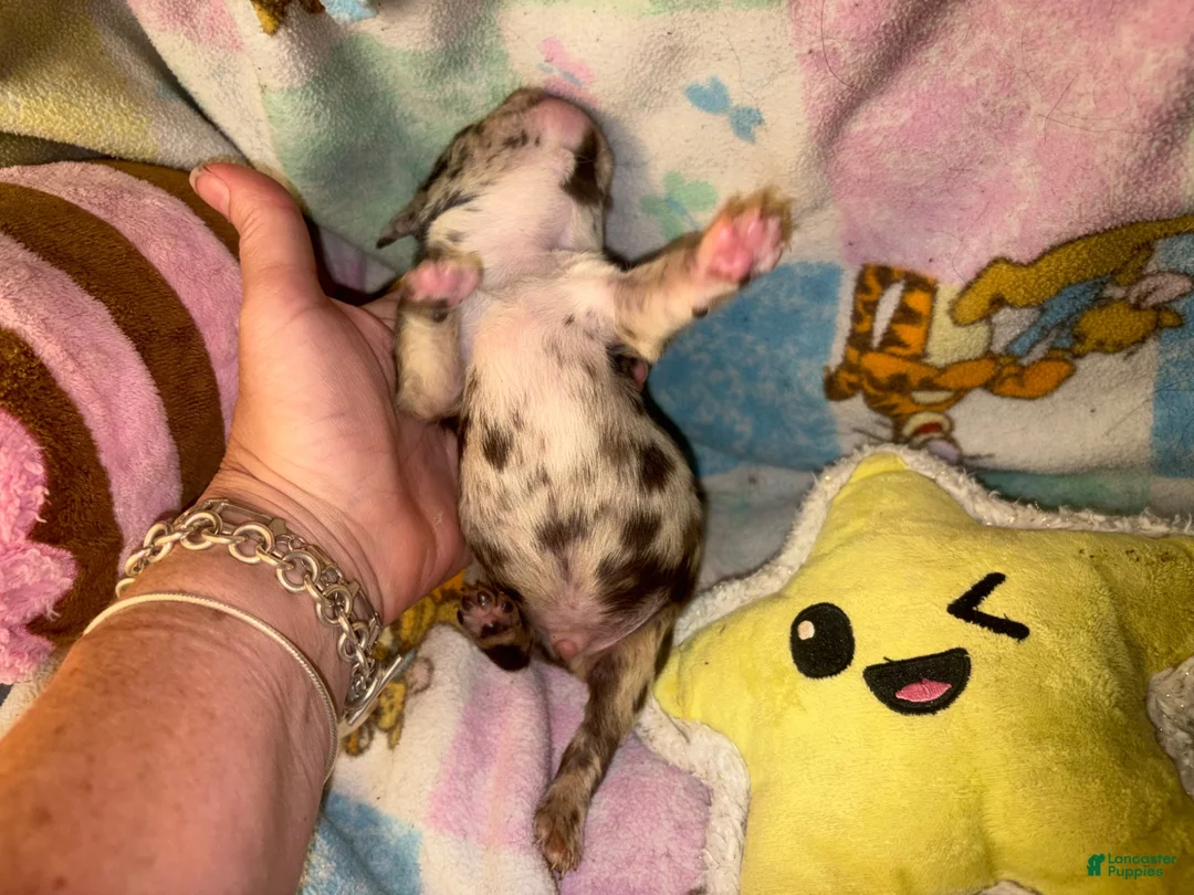 French Bulldog dogs for sale: Harley chocolate merle - Ad 2