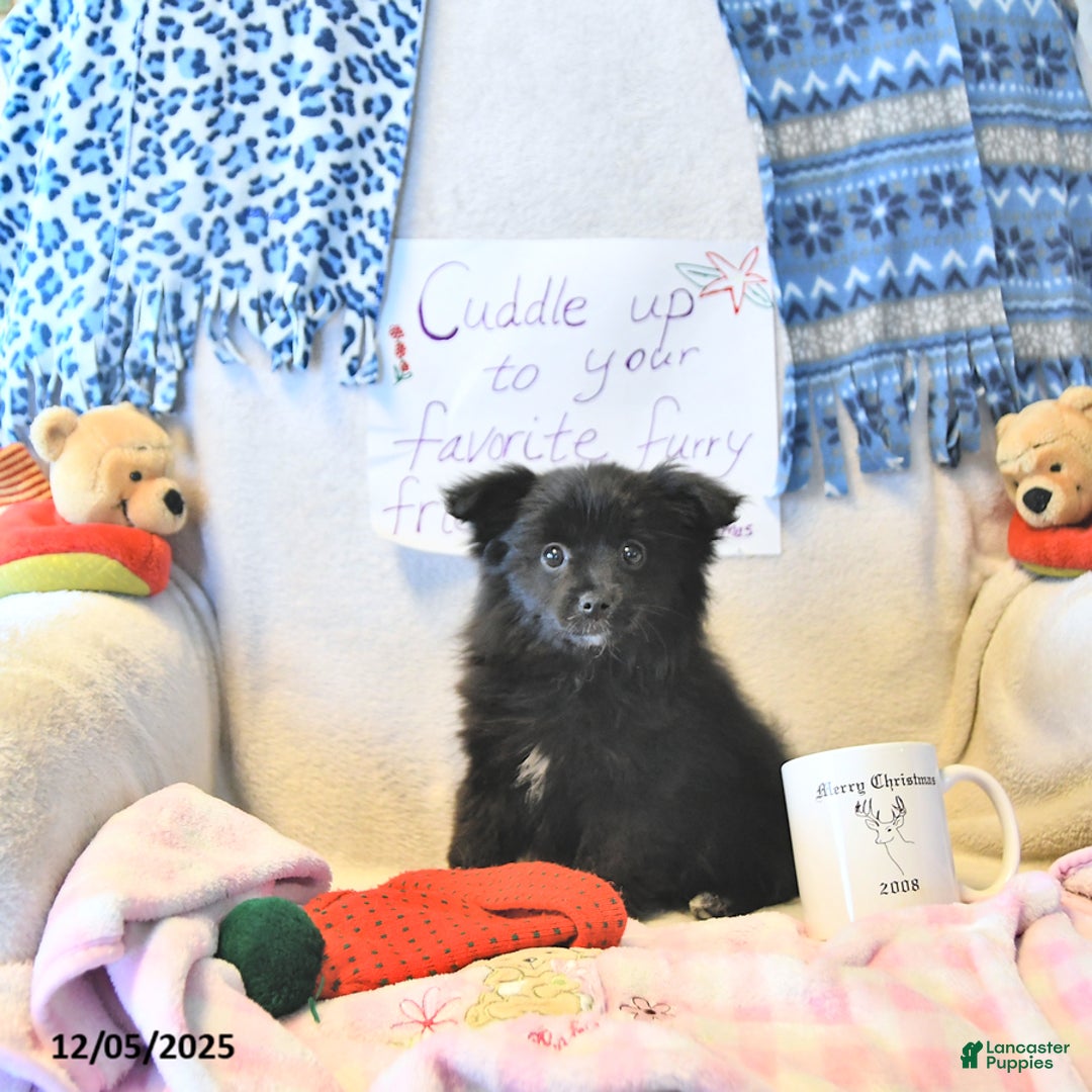 Mixed Breed dogs for sale: Daisy - Ad 2