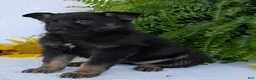 German Shepherd dogs for sale: Ivy - Ad 6