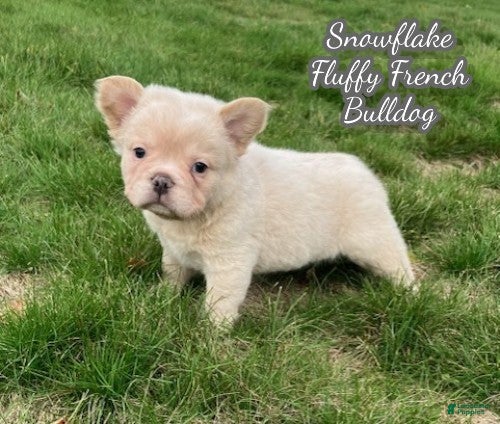 French Bulldog dogs Snowflake - Ad 39