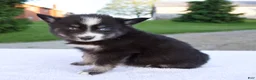 Pomsky dogs for sale: Maverick - Ad 4