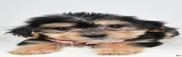 Morkie dogs for sale: Julie - Ad 7