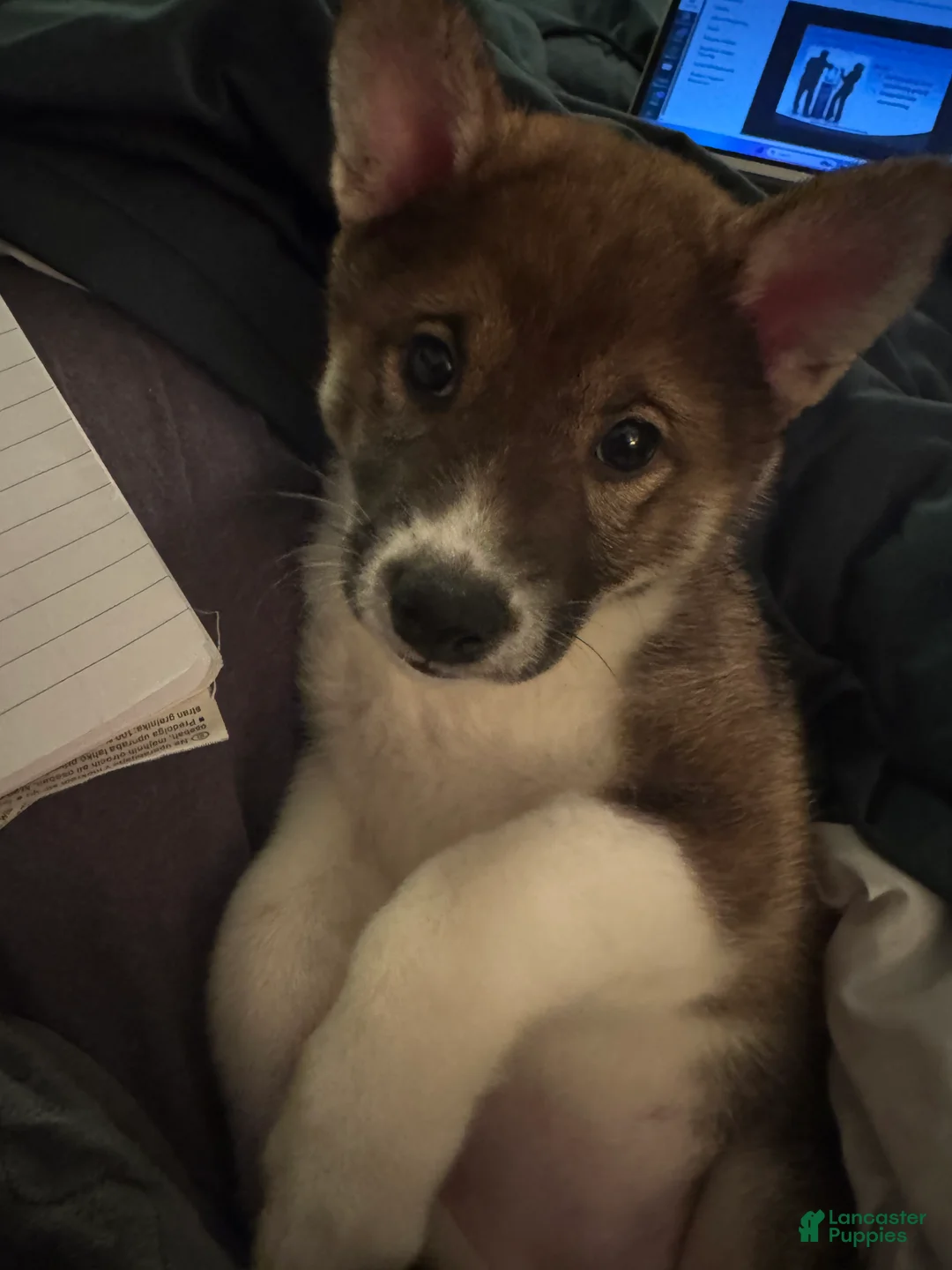 Shiba Inu dogs for sale: Shiba Inu Puppy 3 - Ad 2