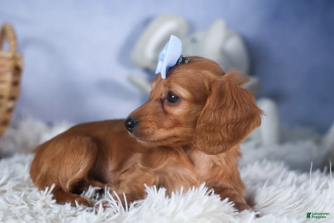 Dachshund dogs for sale: Quenton - Ad 10