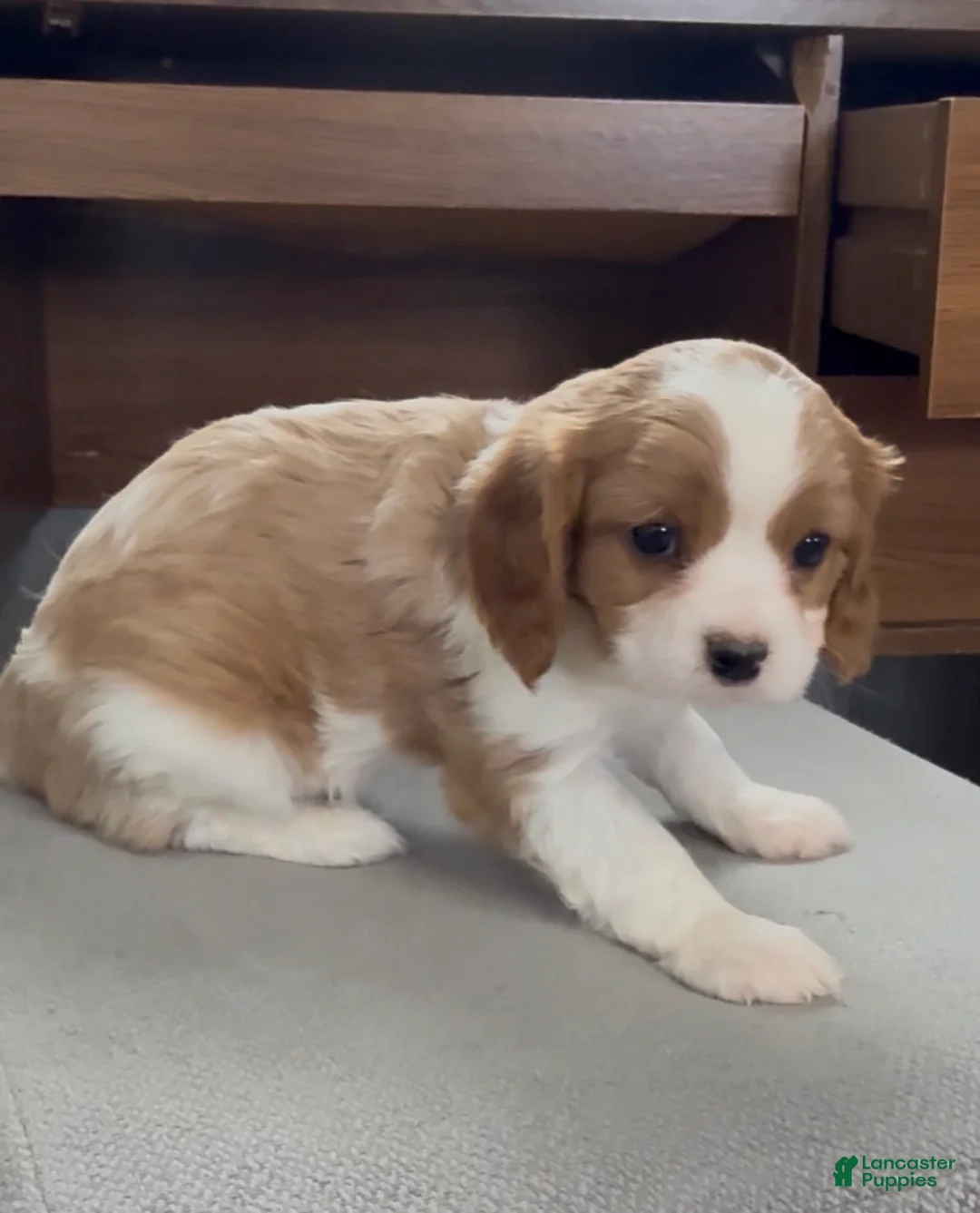 Cavalier King Charles Spaniel dogs for sale: Colten - Ad 2