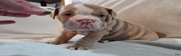 Olde English Bulldogge dogs for sale: Olde English Bulldogge Puppy 2 - Ad 4