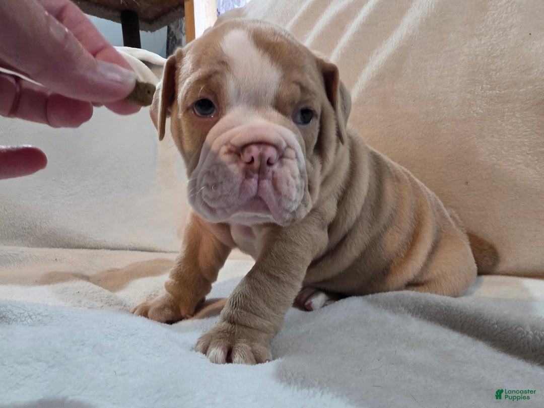 Olde English Bulldogge dogs for sale: Olde English Bulldogge Puppy 2 - Ad 4