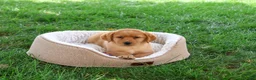 Labrador Retriever dogs for sale: Cristina - Ad 2