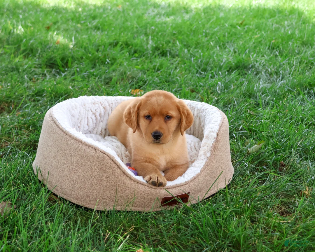 Labrador Retriever dogs for sale: Cristina - Ad 2