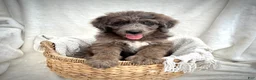 Bernedoodle dogs for sale: Scout - Ad 1