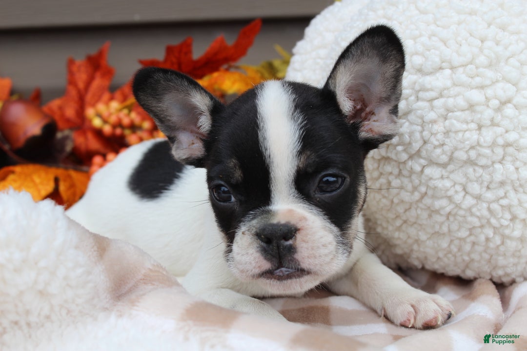 English Bulldog Mix Boston Frenchie Puppies For Sale Olde English