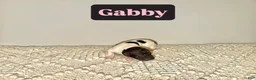 Labradoodle dogs for sale: Gabby - Ad 3