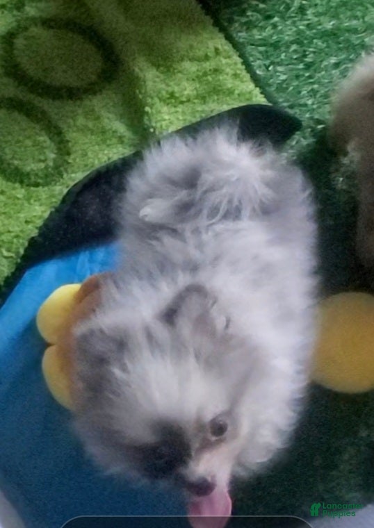 Pomeranian dogs Pomeranian Puppy 2 - Ad 16