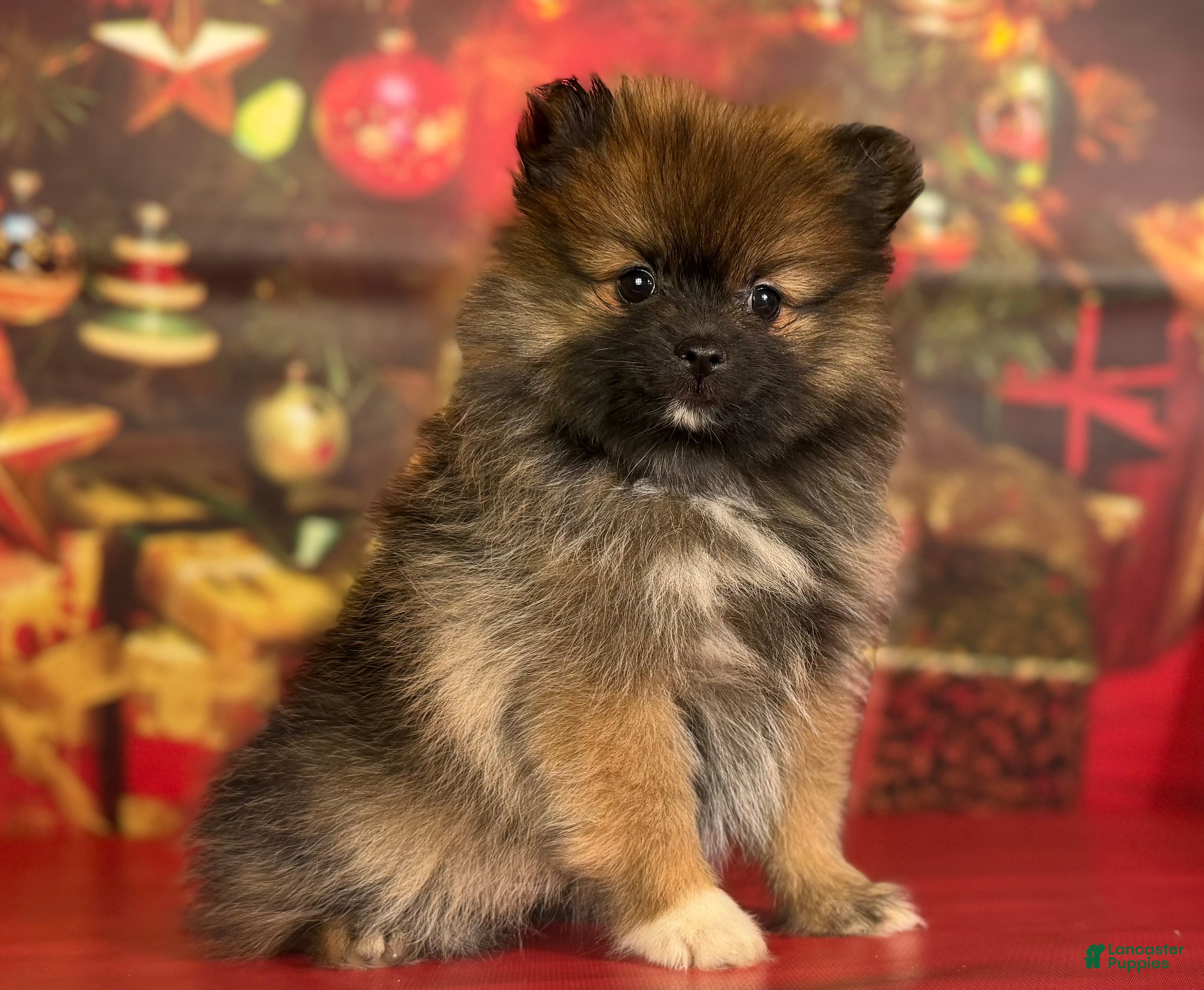 Pomeranian dogs Natasha  - Ad 17
