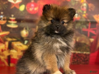 Pomeranian dogs Natasha - Ad 17