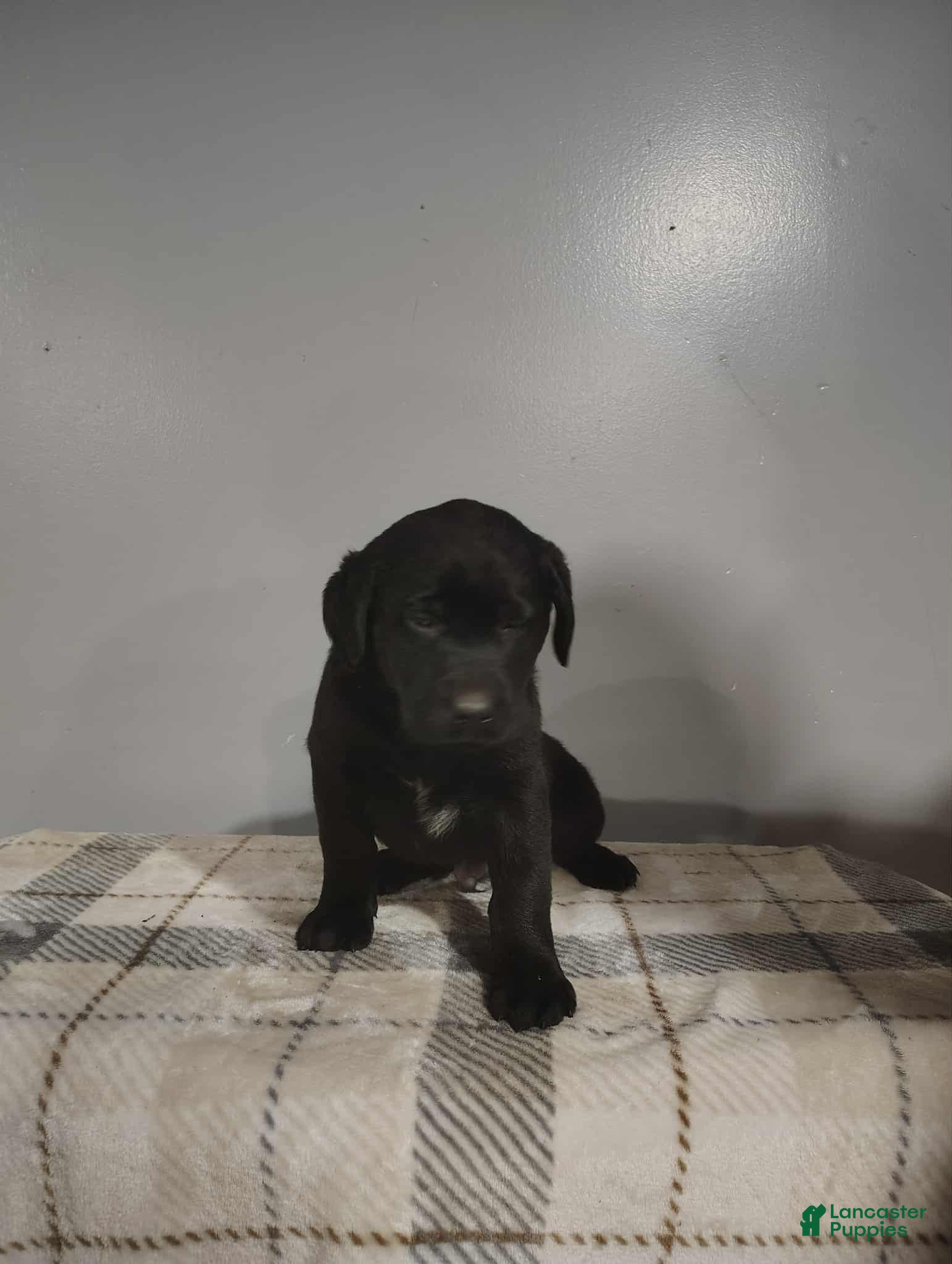 Labrador Retriever dogs Labrador Retriever Puppy 2 - Ad 28