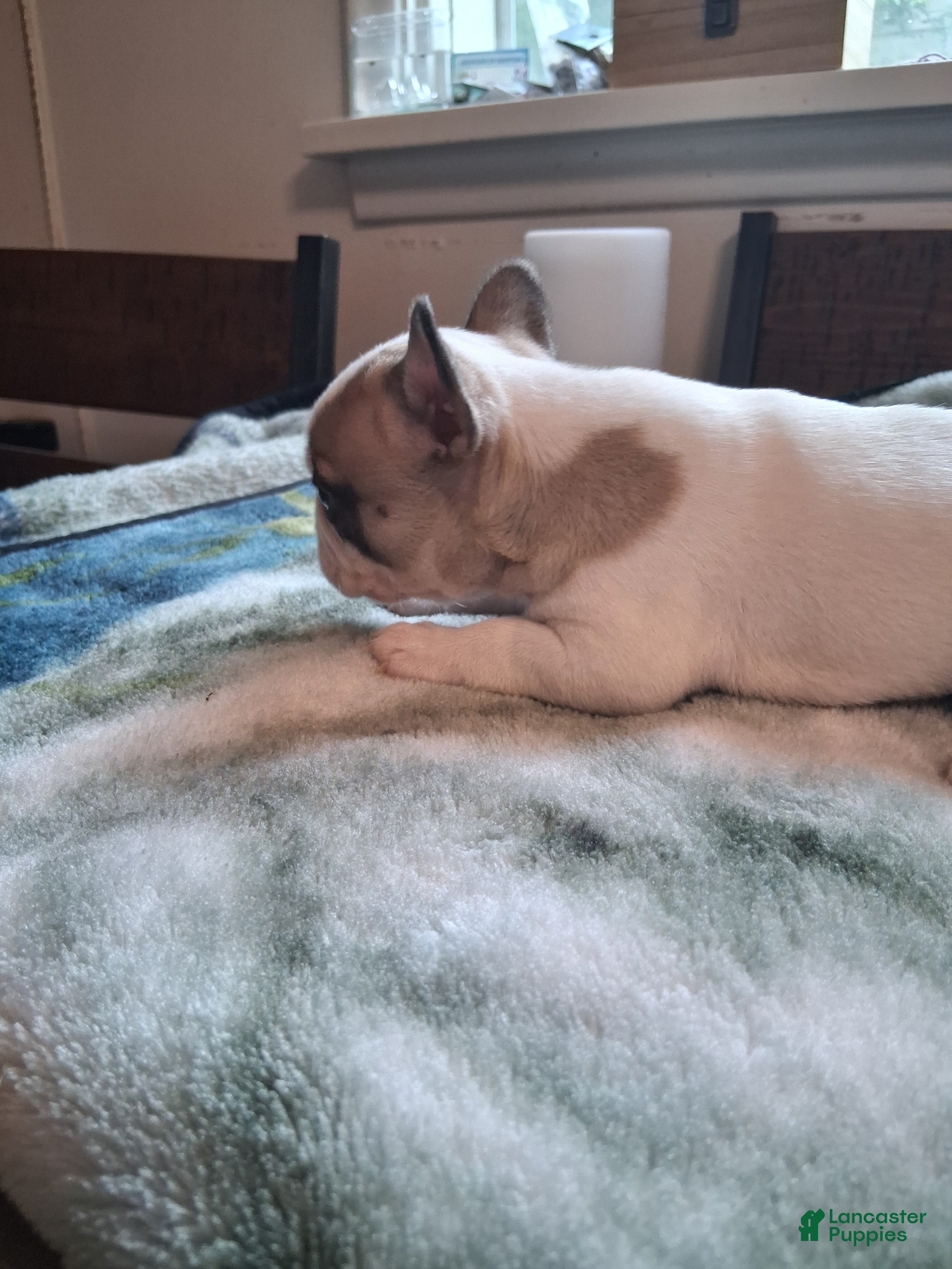 French Bulldog dogs Tiny - Ad 2