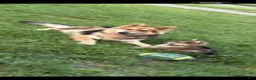 German Shepherd dogs for stud: Axel  - Ad 3