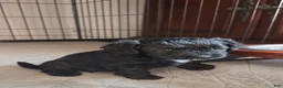 Cockapoo dogs for sale: Raven - Ad 2