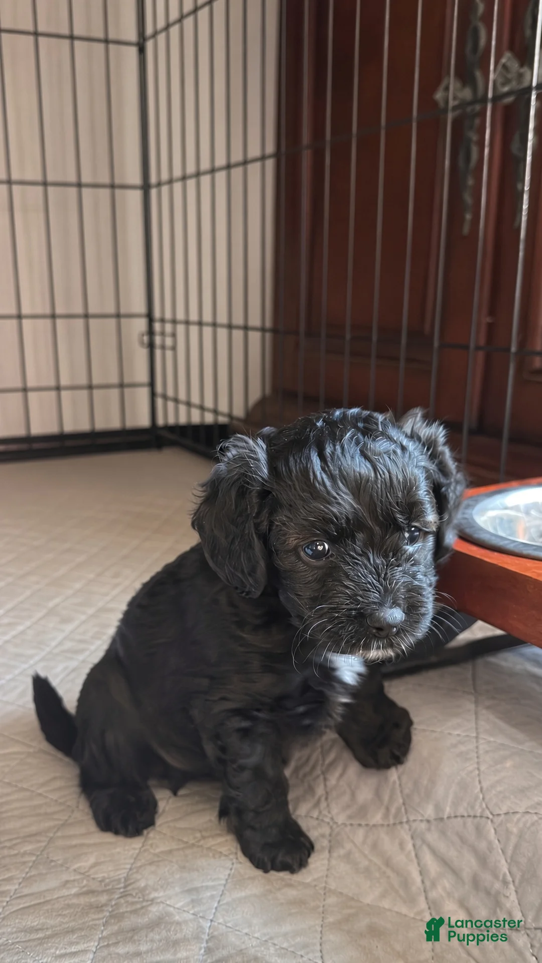 Cockapoo dogs for sale: Raven - Ad 2