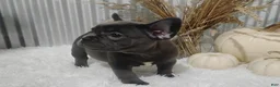 French Bulldog dogs for sale: Amber - Ad 7