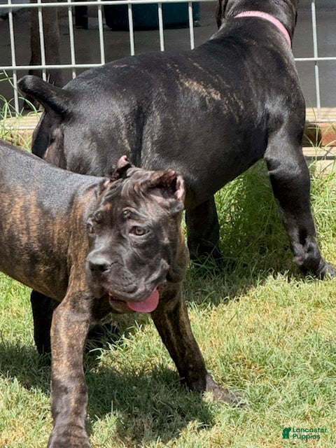 Cane Corso dogs Girl 3 - Ad 1