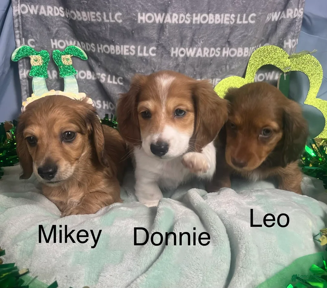 Miniature Dachshund dogs for sale: Donatello - Ad 7