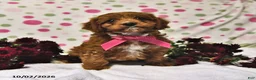 Cavapoo dogs for sale: Peaches - Ad 3