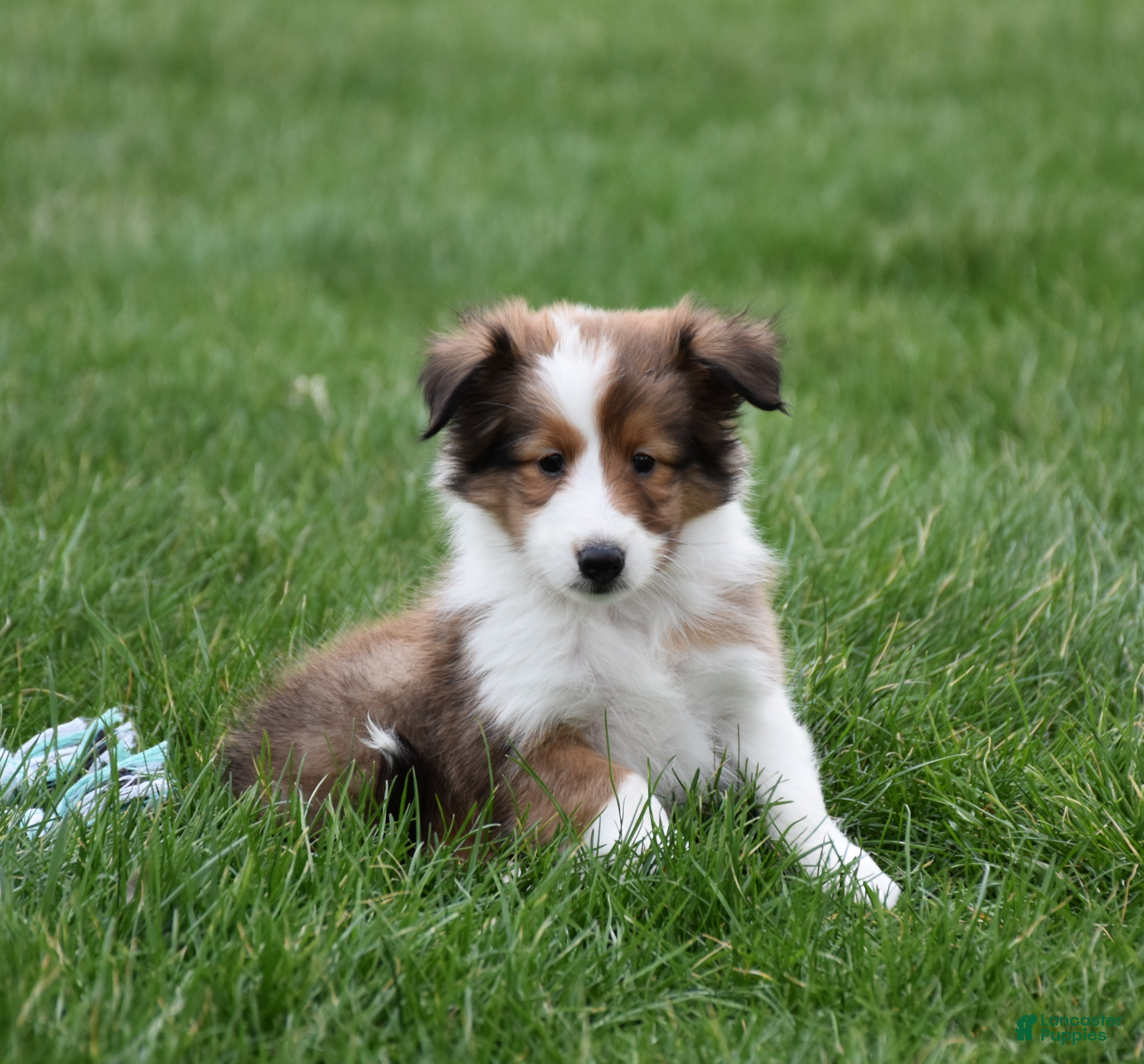 Shetland Sheepdog dogs Breezy - Ad 1