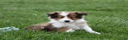 Shetland Sheepdog dogs for sale: Breezy - Ad 1