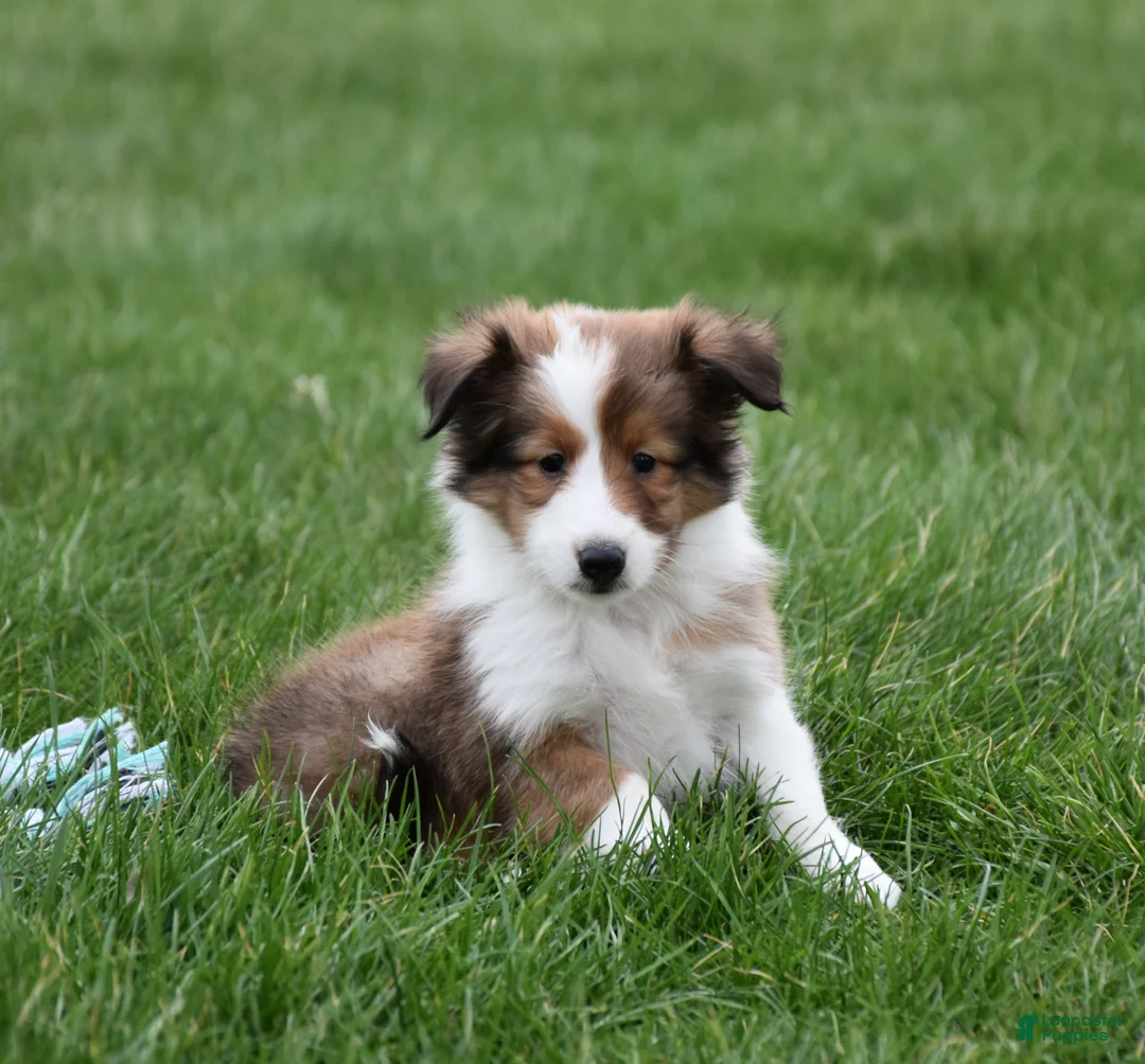 Shetland Sheepdog dogs for sale: Breezy - Ad 1