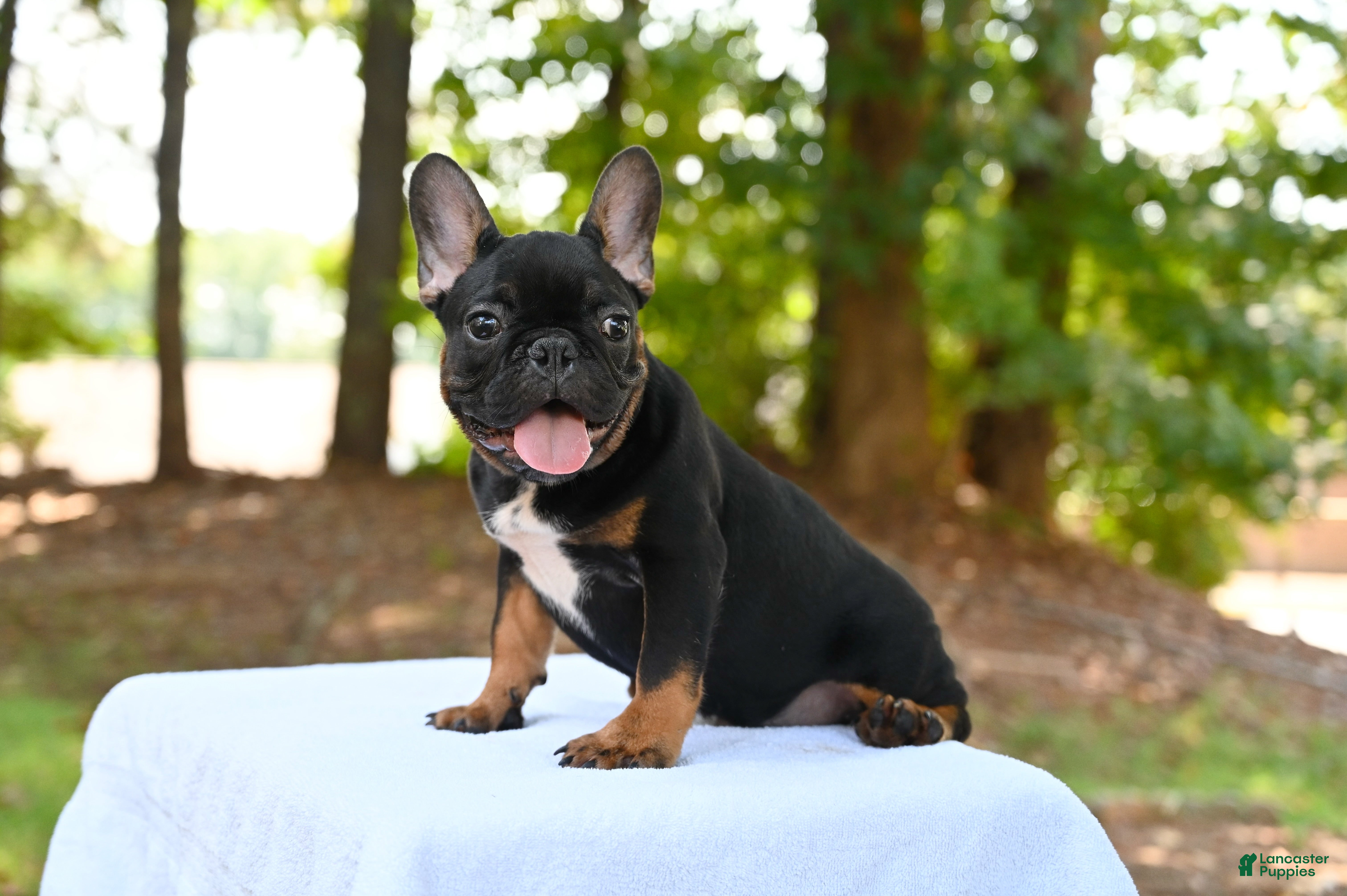 French Bulldog dogs Isaiah - Ad 2