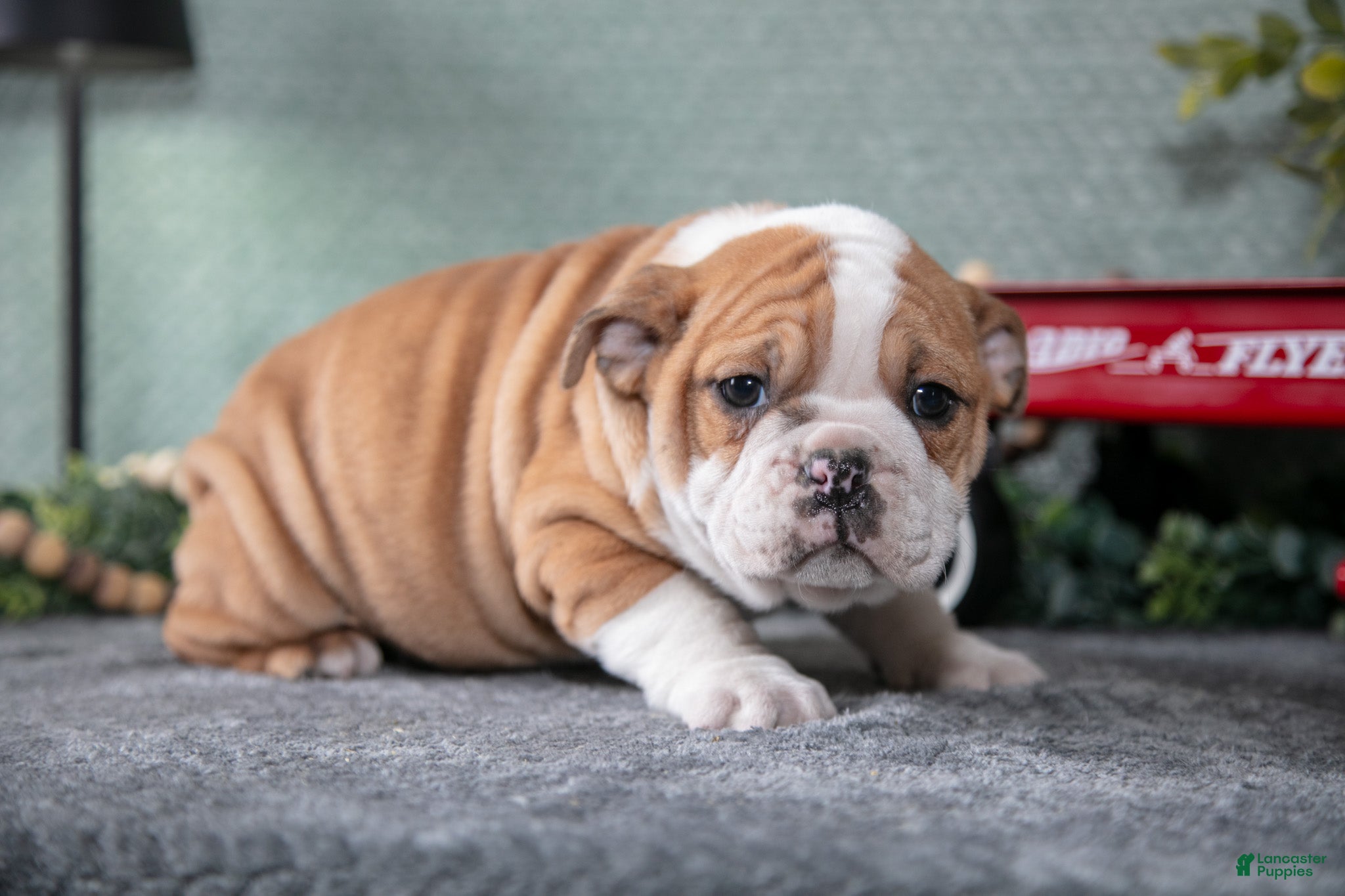 Mixed Breed dogs Trinity - Ad 26