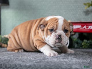 Mixed Breed dogs Trinity - Ad 24