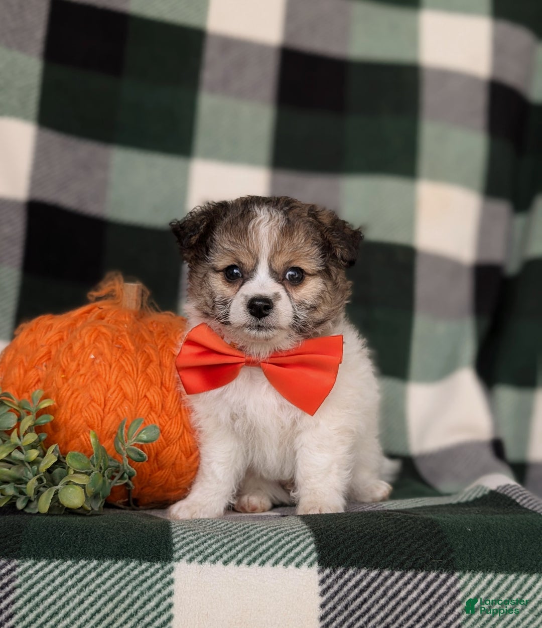 Mixed Breed dogs for sale: Ryan 10 lbs Full Grown - Ad 2