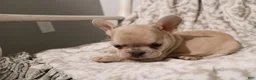 French Bulldog dogs for sale: Louie - Ad 8