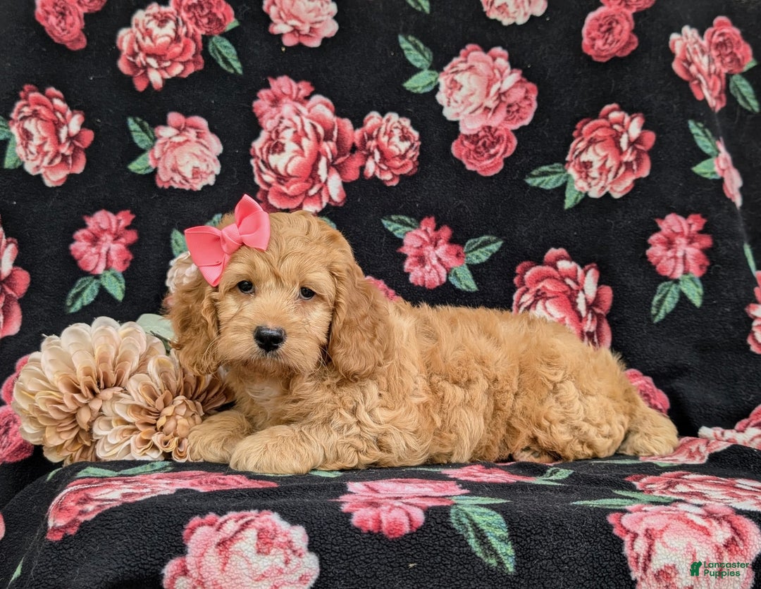 Cockapoo dogs for sale: Leon - Ad 19