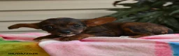 Mixed Breed dogs for sale: Gracie - Ad 3