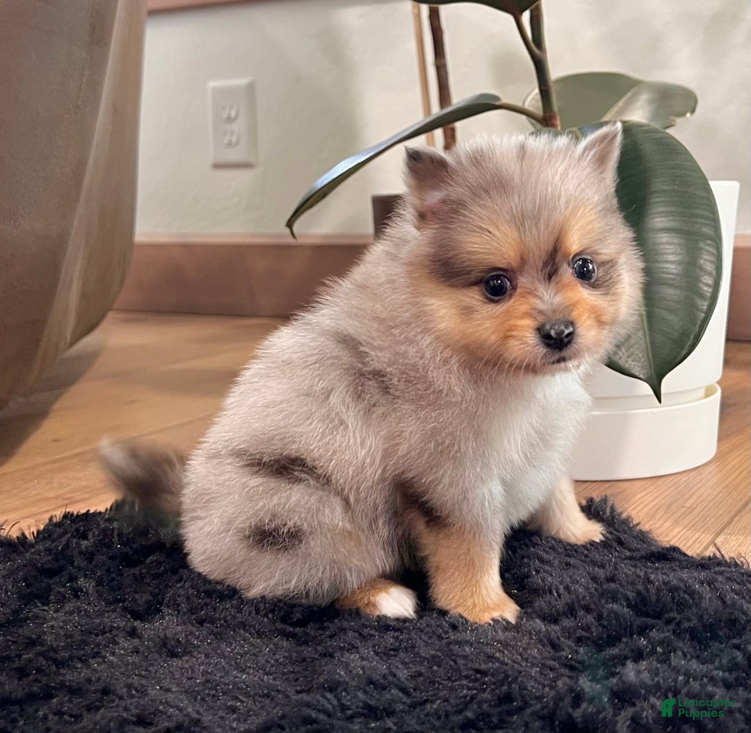 Pomeranian dogs for sale: Finn  - Ad 2