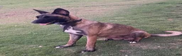 Belgian Malinois dogs for sale: Belgian Malinois 5 (Neo) - Ad 7