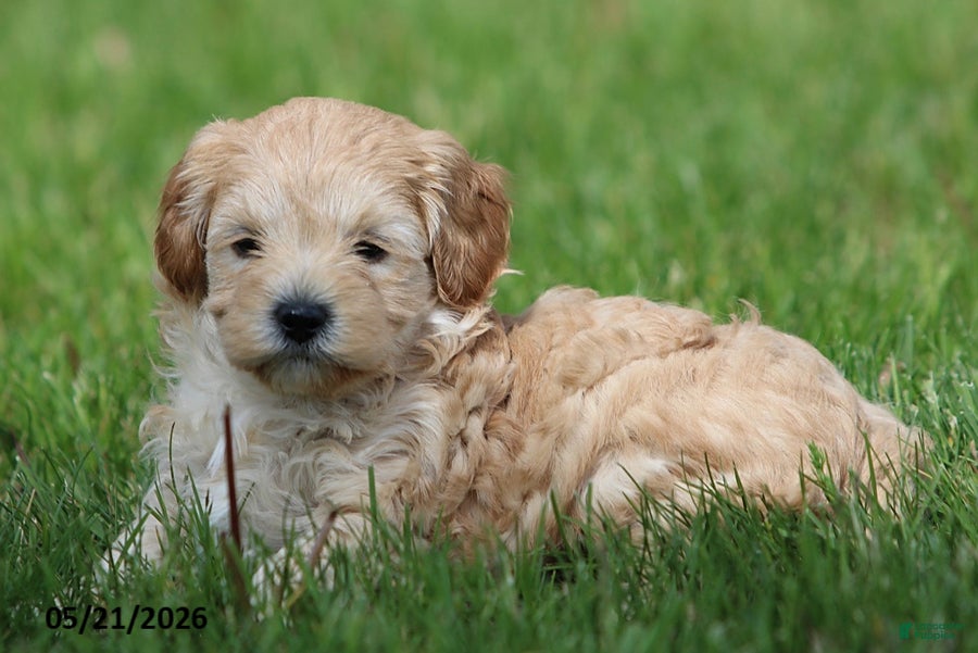 Miniature Poodle dogs Millie - Ad 2