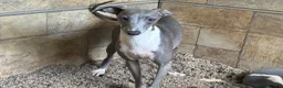 Italian Greyhound dogs for sale: Snapdragon - Ad 11